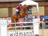 jumper Mister Jones 3 (German Sport Horse, 2011, from Cassandro 10)