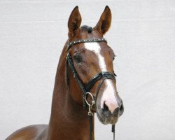 stallion Stakko-Chino Gold (Hanoverian, 2016, from Stakkato Gold)