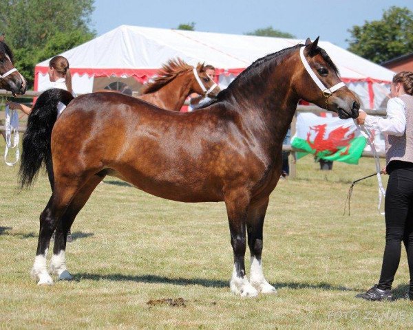 Zuchtstute Gribsvads Mary (Welsh-Cob (Sek. C), 2012, von Parvadean The Gigolo)