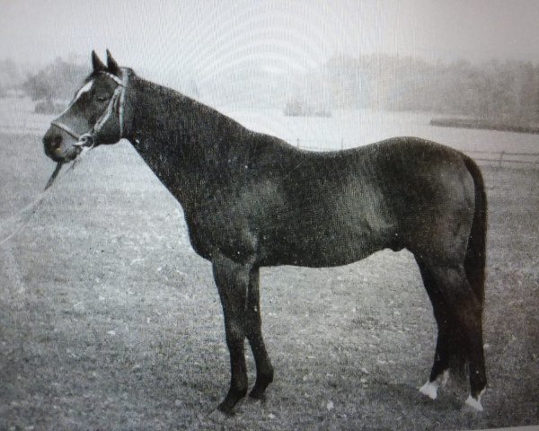 stallion Nuvolari xx (Thoroughbred, 1938, from Oleander xx)