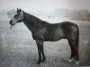 stallion Nuvolari xx (Thoroughbred, 1938, from Oleander xx)
