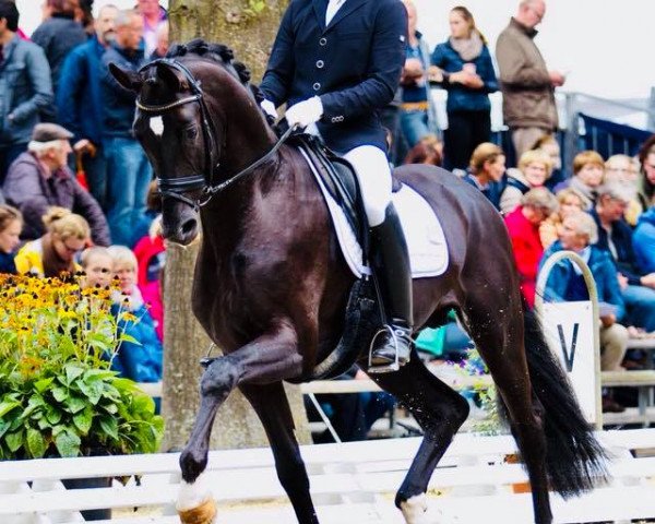 stallion Ferrantino (Hanoverian, 2013, from Fürst Romancier)