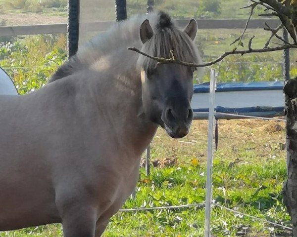 Pferd Salomon (Fjordpferd, 2016, von Skagen)