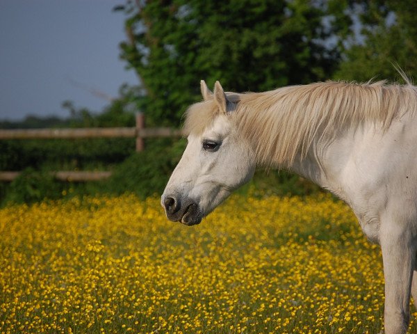 broodmare Moonlight Shadow (Connemara Pony, 1984, from Moonstone)