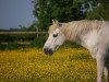 broodmare Moonlight Shadow (Connemara Pony, 1984, from Moonstone)