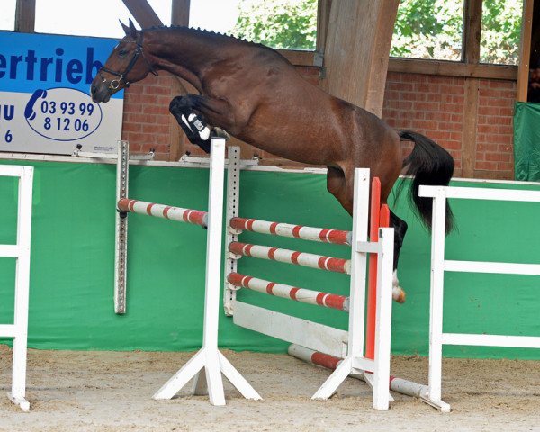 jumper Zaranza (German Sport Horse, 2016, from Zambesi TN)