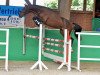 jumper Zaranza (German Sport Horse, 2016, from Zambesi TN)