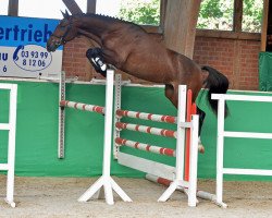 jumper Zaranza (German Sport Horse, 2016, from Zambesi TN)