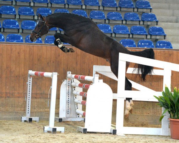 stallion Pascal 557 (German Sport Horse, 2016, from Pessoa VDL)