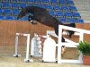 stallion Pascal 557 (German Sport Horse, 2016, from Pessoa VDL)