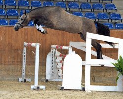 Pferd Hengst von Last Man Standing / Camposanto (Deutsches Sportpferd, 2016, von Last Man Standing)