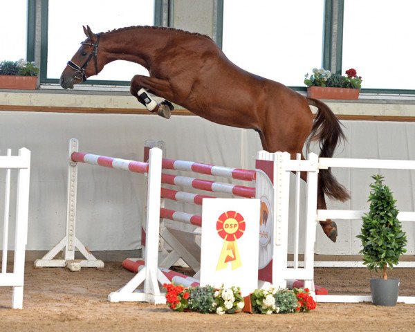 jumper Kaskadeur (German Sport Horse, 2016, from Kasanova de La Pomme)