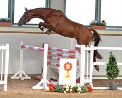 Springpferd Kaskadeur (Deutsches Sportpferd, 2016, von Kasanova de La Pomme)