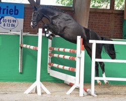 dressage horse Dujardin L (Hanoverian, 2016, from Diarado)