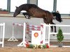 stallion Check Sherry (German Sport Horse, 2016, from Cellestial)