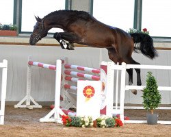 Deckhengst Check Sherry (Deutsches Sportpferd, 2016, von Cellestial)