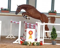 stallion Cedric B 3 (German Sport Horse, 2016, from C-Trenton Z)