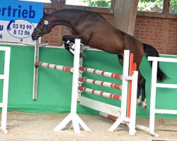 jumper Hengst von Comerade / Re Mexico (German Sport Horse, 2016, from Comerade)