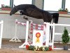 jumper Cassis Royal (German Sport Horse, 2016, from Chetlag)