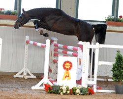 Springpferd Cassis Royal (Deutsches Sportpferd, 2016, von Chetlag)