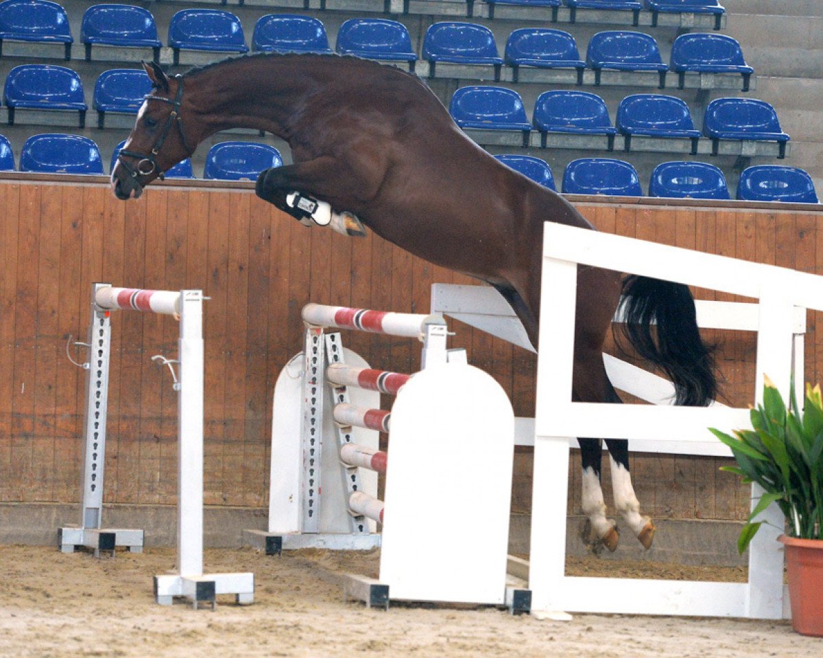 jumper Coeur de Lion S 3 (German Sport Horse, 2016, from Cassoulet)