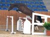 jumper Coeur de Lion S 3 (German Sport Horse, 2016, from Cassoulet)