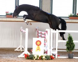 jumper Count On Me 20 (German Sport Horse, 2016, from Carleyle)