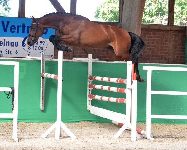 stallion Balios 16 (Hanoverian, 2016, from Brantzau)