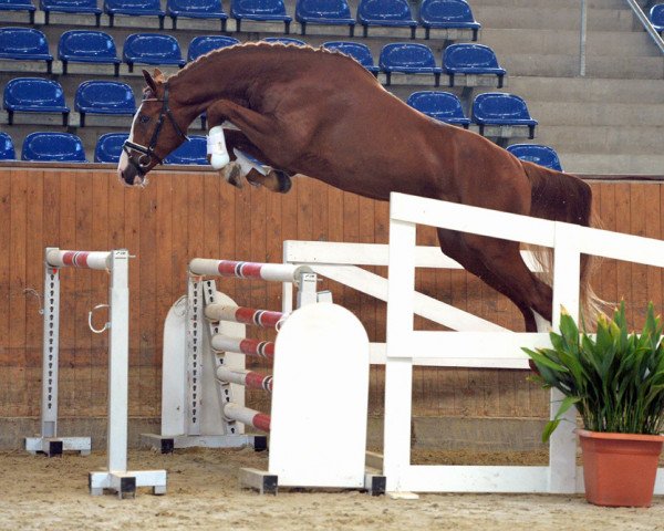 stallion Billy Ray 3 (German Sport Horse, 2016, from Balou du Rouet)