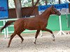 dressage horse Zarif 8 (German Sport Horse, 2016, from Zansibar)