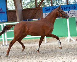 dressage horse Zarif 8 (German Sport Horse, 2016, from Zansibar)