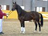 dressage horse Skywalker 92 (German Sport Horse, 2016, from San Amour I)