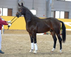 dressage horse Skywalker 92 (German Sport Horse, 2016, from San Amour I)