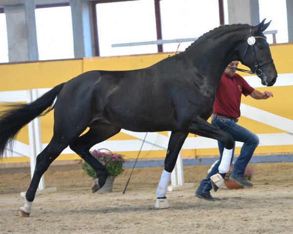 stallion Quick Decision vom Rosencarree (German Sport Horse, 2016, from Quaterstern)