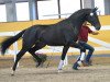 stallion Quick Decision vom Rosencarree (German Sport Horse, 2016, from Quaterstern)