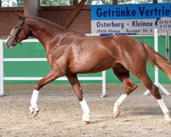 dressage horse Quality Time 11 (German Sport Horse, 2016, from Quaterback)