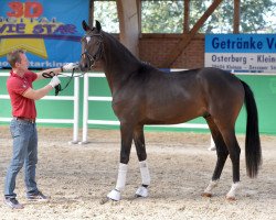 dressage horse Hadewin (Hannoveraner, 2016, from Herbstkönig 2)