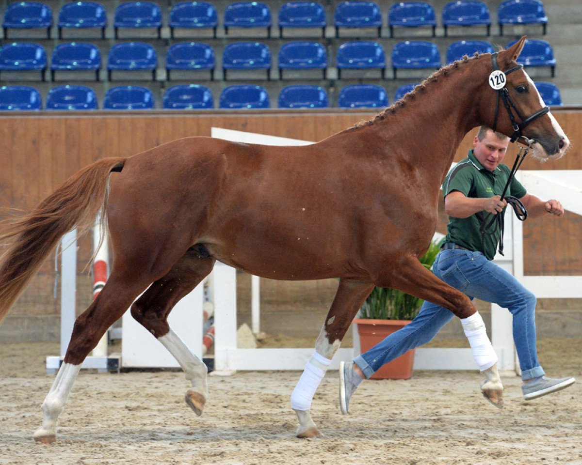 dressage horse Hengst von Governor / Ampere (NLD) (Oldenburg, 2016, from Governor-Str)