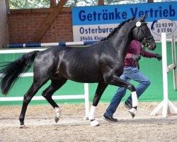 stallion Floris Coeur (Hanoverian, 2016, from Fuechtels Floriscount OLD)