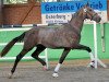 dressage horse Hengst von Bordeaux / Quattro B (Oldenburg, 2016, from Bordeaux 28)