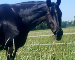 broodmare Plaisir d'amour (Trakehner, 1994, from Bormio xx)