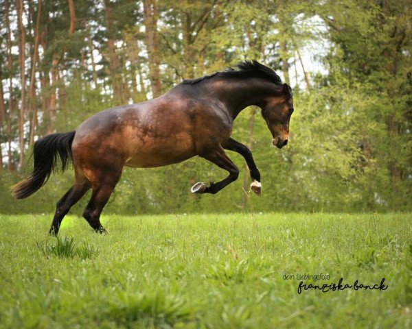 Springpferd Annabell (Trakehner, 2010, von Cadeau)