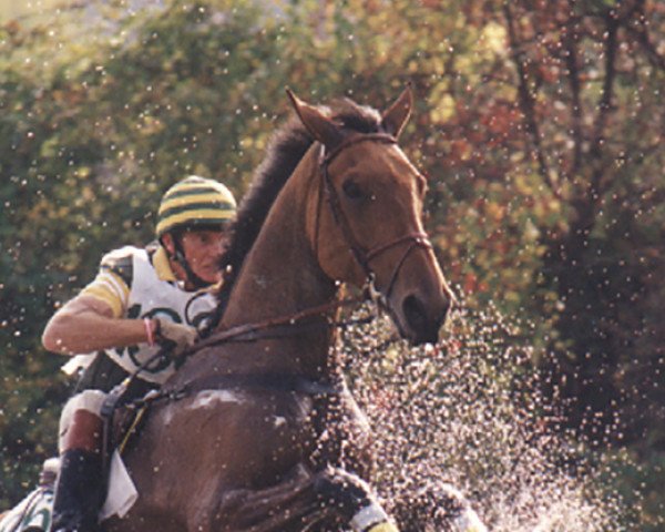 Pferd Canaris (KWPN (Niederländisches Warmblut), 1984, von Le Mexico)