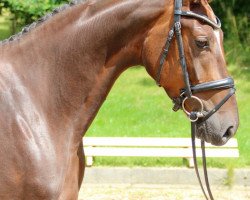 broodmare Chanel 452 (Oldenburg, 2010, from Fürst Romancier)