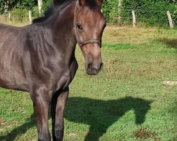 jumper Zanardi S (Oldenburg show jumper, 2020, from L.b. Zornell II)