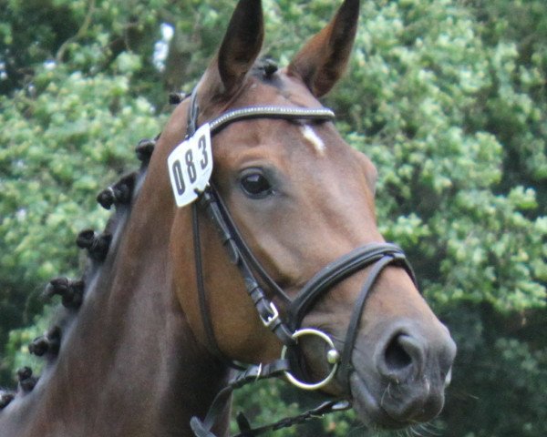 broodmare St.Pr.St. Desideria (Hanoverian, 2013, from Harmony's Desiderio)