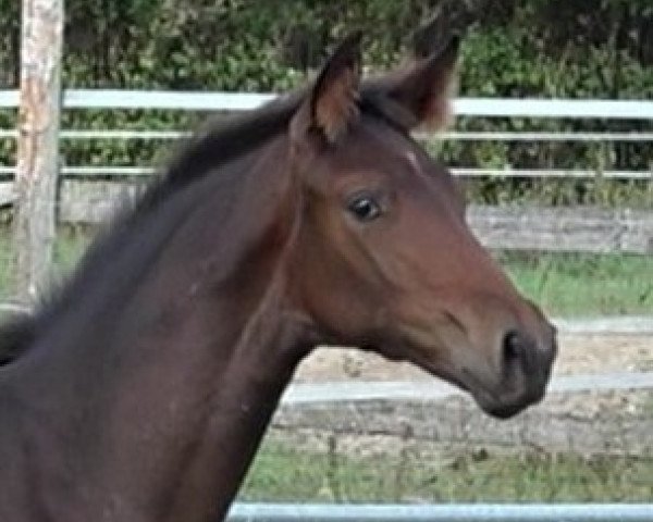 broodmare Belle Amie (Hanoverian, 2018, from Borsalino)