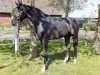 jumper Catanzavo S (Hanoverian, 2018, from Colman)