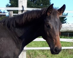 dressage horse Hemingway (Hanoverian, 2017, from Helium)