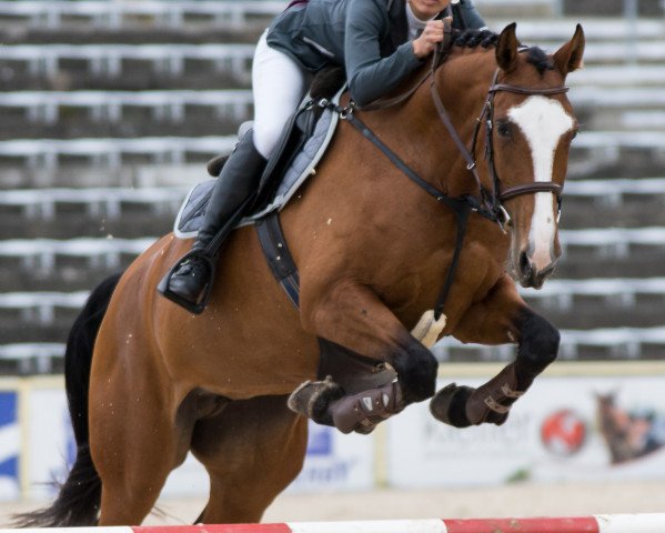 jumper Lovita 7 (Zangersheide riding horse, 2014, from Los Angeles)